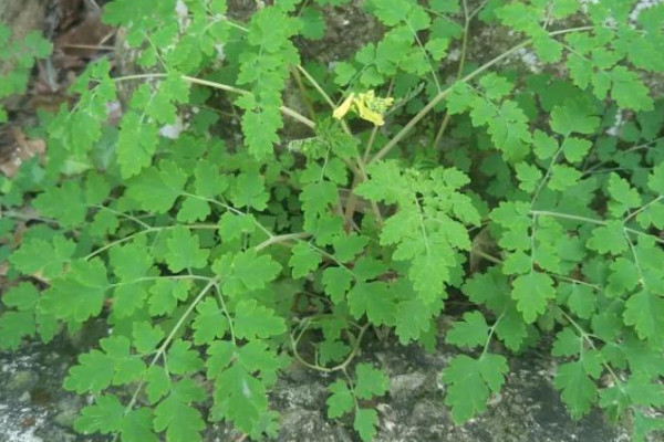 家里绿植有蚂蚁怎么办