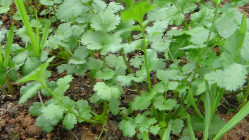 室内种什么植物可驱鼠