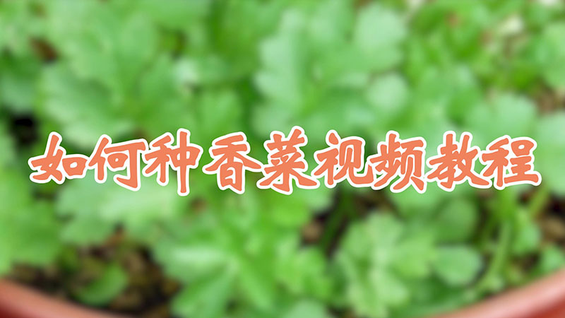 如何种香菜视频教程