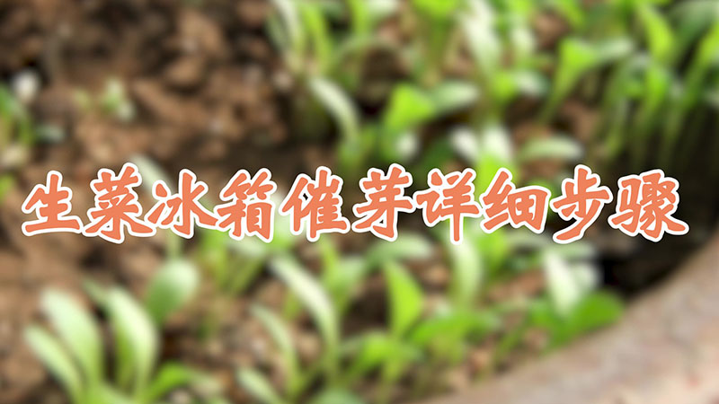 生菜冰箱催芽详细步骤