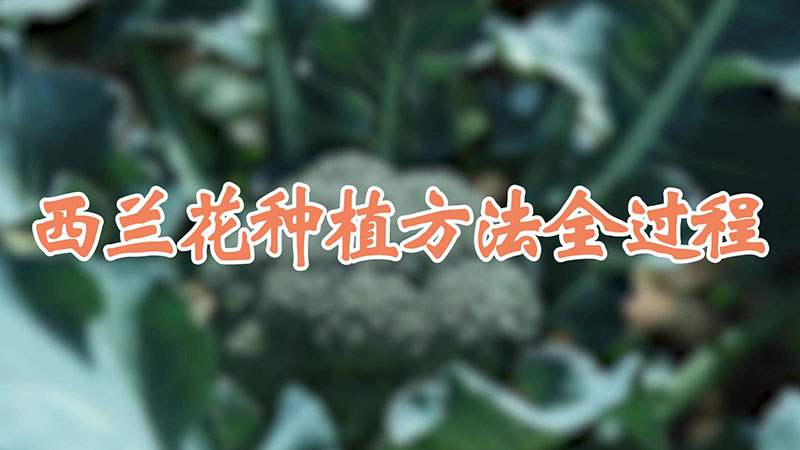 西兰花种植方法全过程