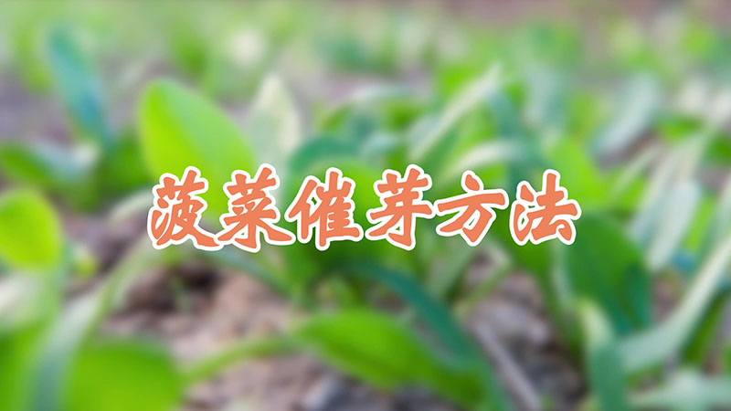 菠菜催芽方法