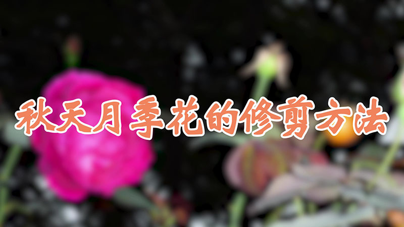 秋天月季花的修剪方法视频