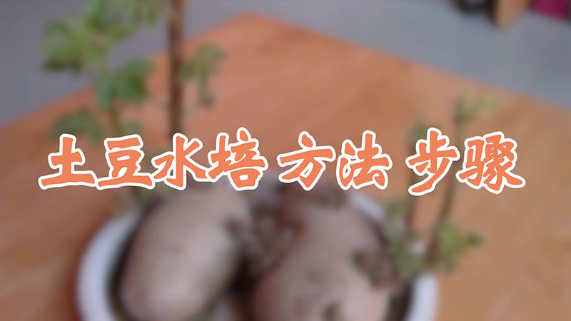 土豆水培 方法 步骤