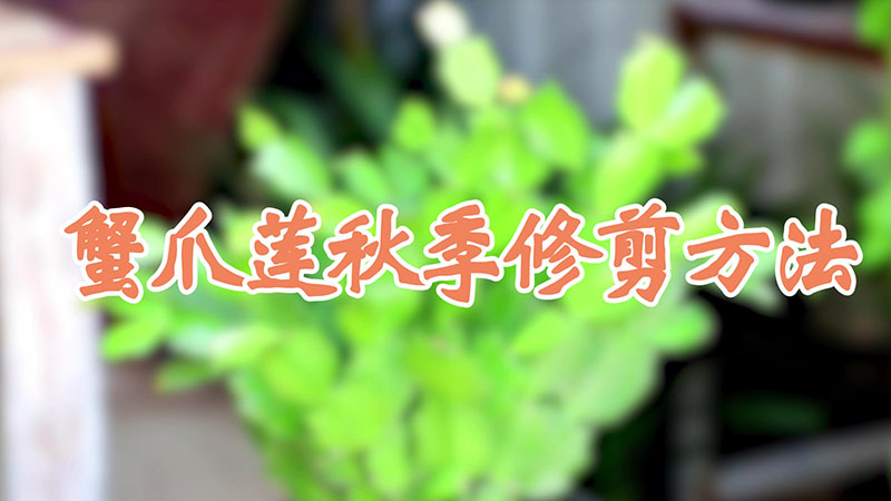 蟹爪莲秋季修剪方法