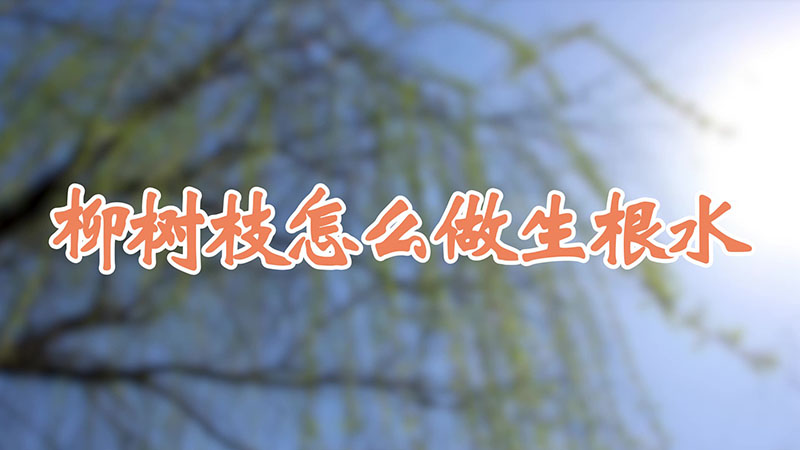 柳树枝怎么做生根水