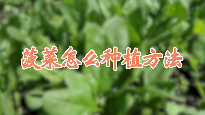 菠菜怎么种植方法视频