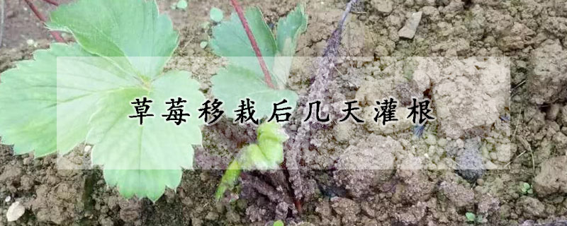 草莓移栽后几天灌根