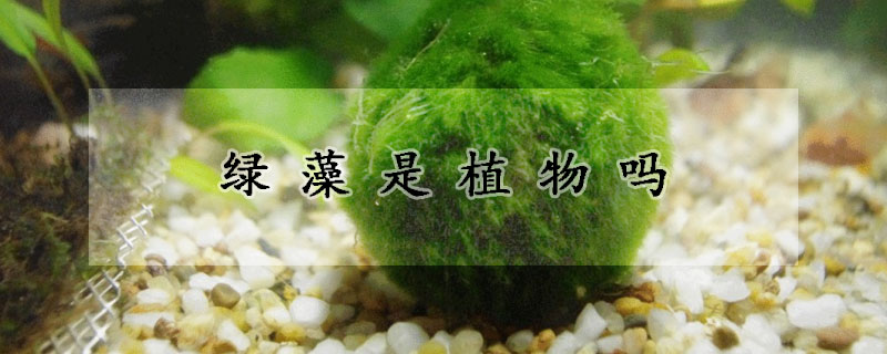 绿藻是植物吗