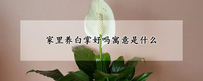 家里养白掌好吗寓意是什么