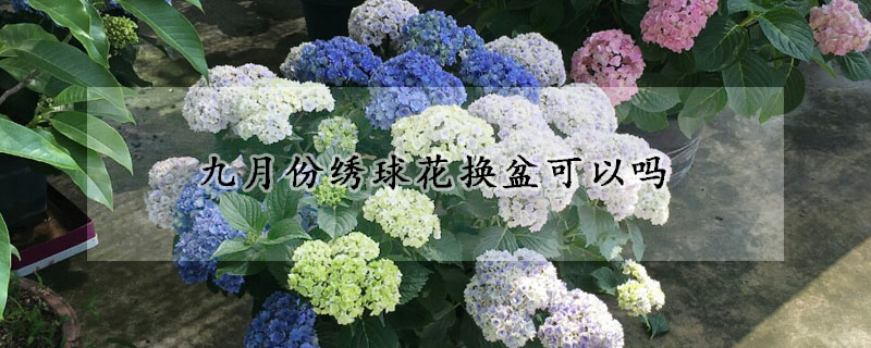 九月份绣球花换盆可以吗