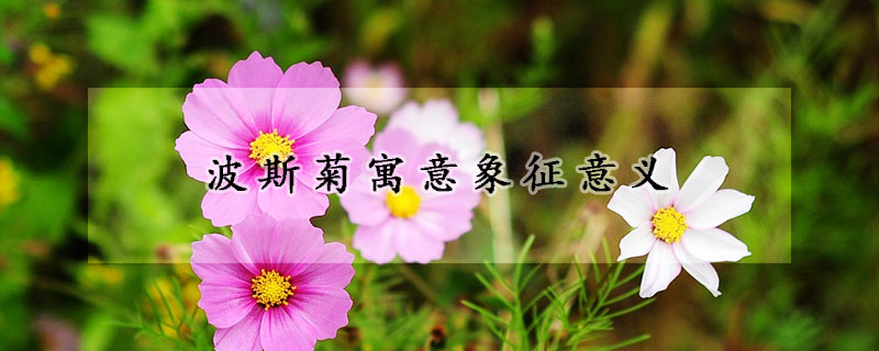波斯菊寓意象征意义