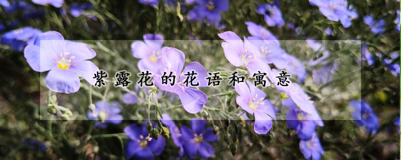 紫露花的花语和寓意