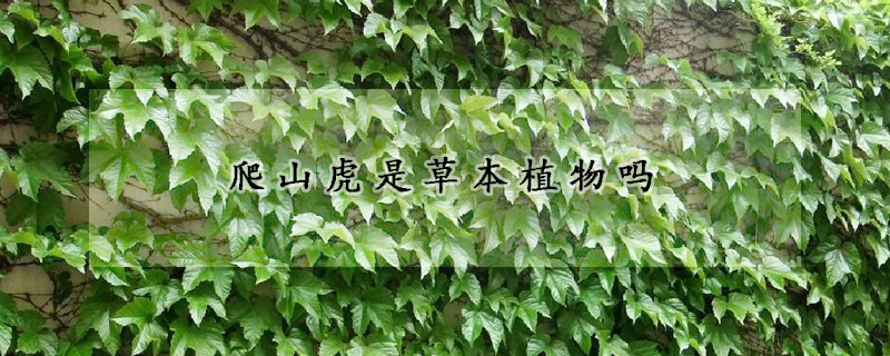 爬山虎是草本植物吗