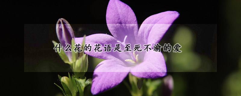 什么花的花语是至死不渝的爱