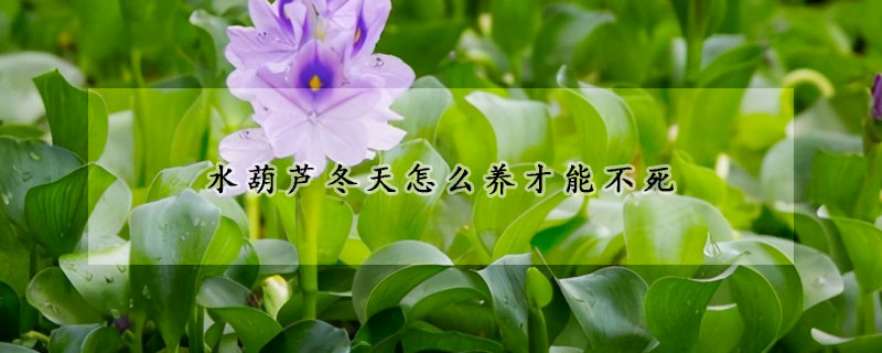 水葫芦冬天怎么养才能不死