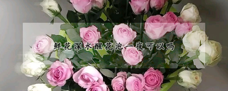 鲜花深水醒花泡一夜可以吗