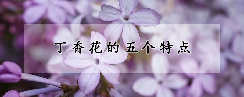 丁香花的五个特点