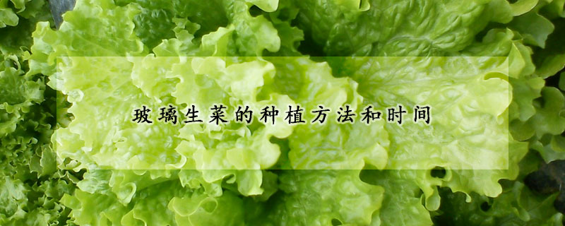 玻璃生菜的种植方法和时间