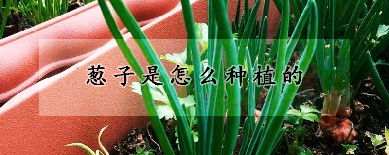 葱子是怎么种植的