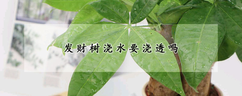 发财树浇水要浇透吗