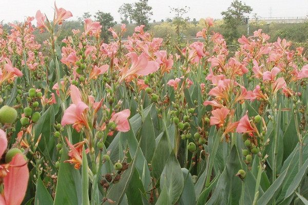 美人蕉的花语和寓意,象征了什么