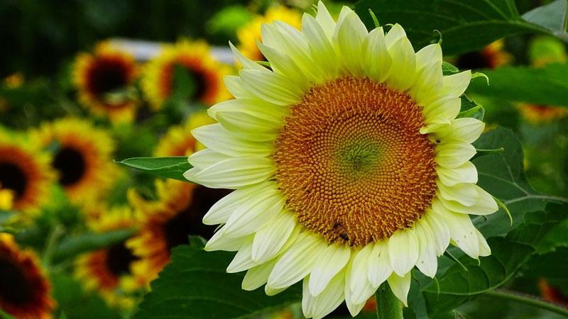 教师节送老师什么花合适
