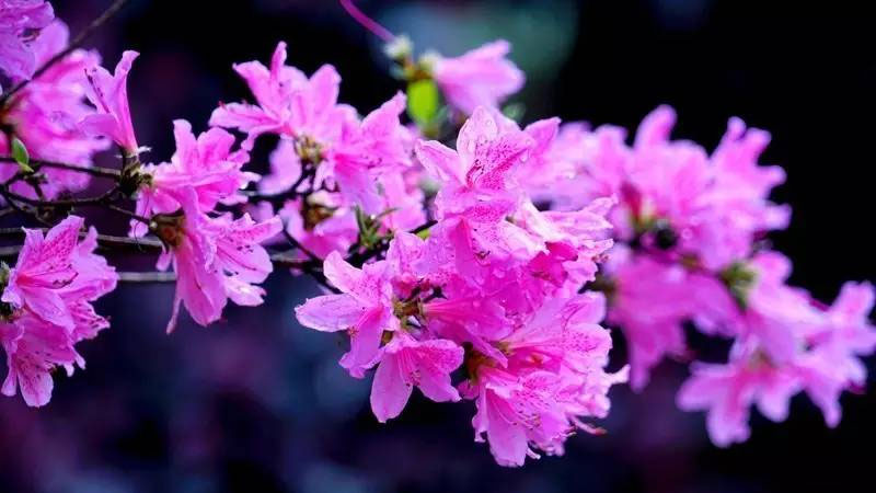 杜鹃花的花语和寓意,象征了什么