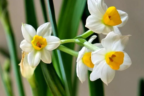 冬天开白花的植物