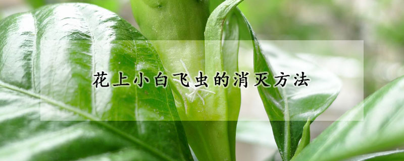 花上小白飞虫的消灭方法