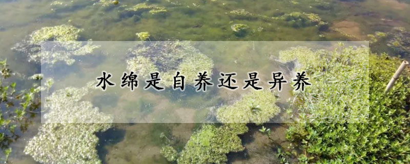 水绵是自养还是异养