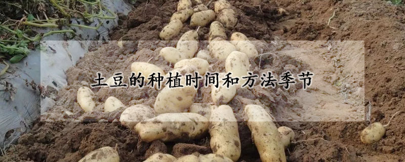 土豆的种植时间和方法季节