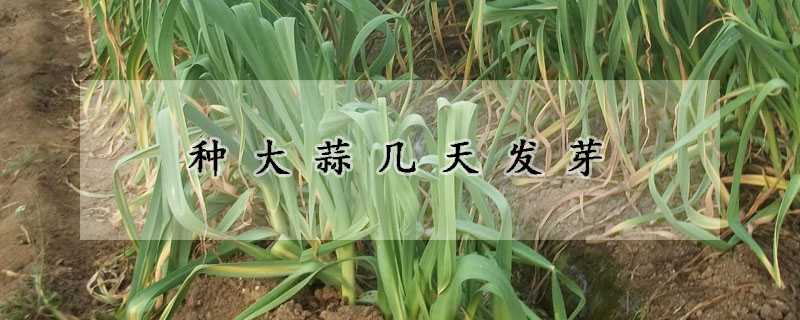 种大蒜几天发芽