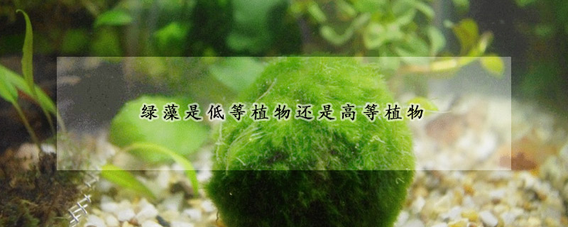 绿藻是低等植物还是高等植物