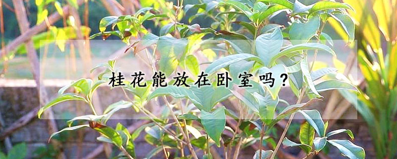 桂花能放在卧室吗?