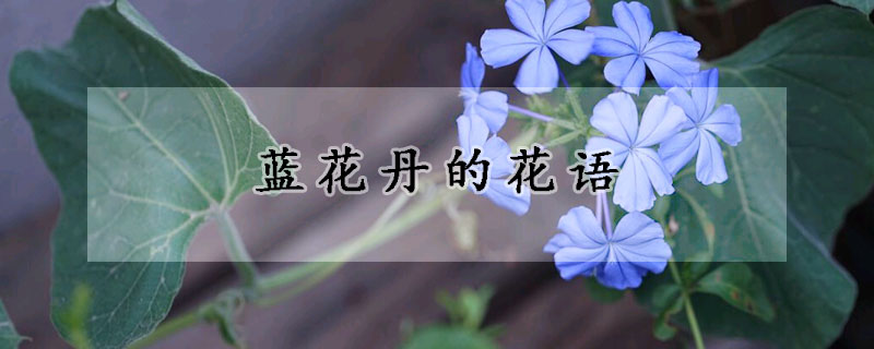 蓝花丹的花语