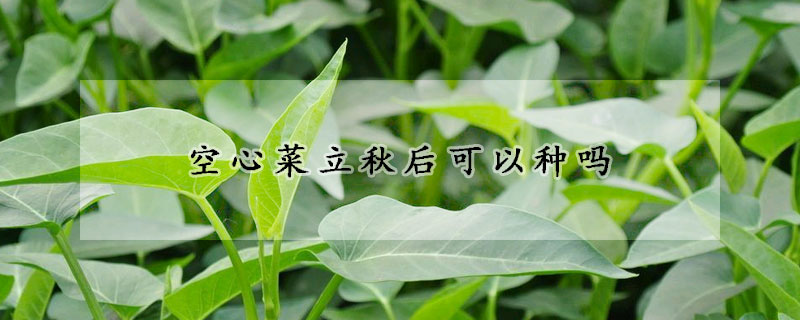 空心菜立秋后可以种吗