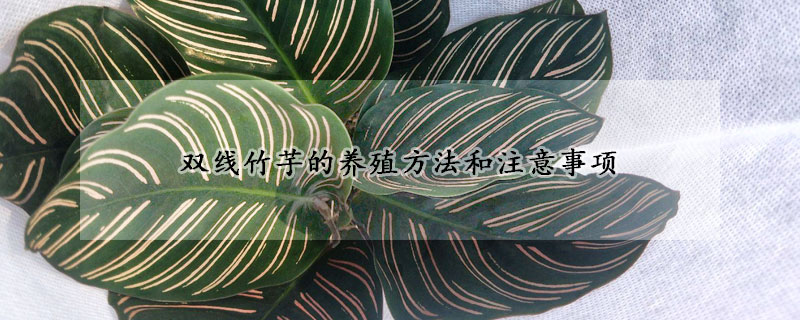 双线竹芋的养殖方法和注意事项