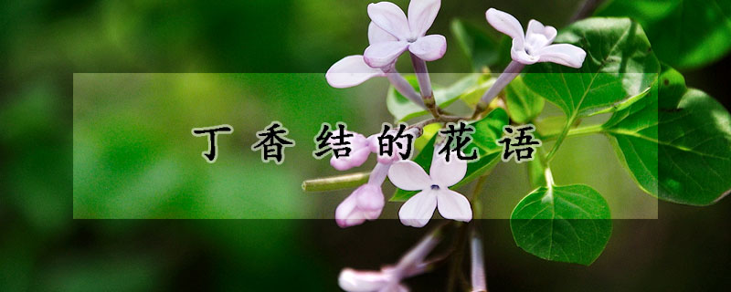 丁香结的花语