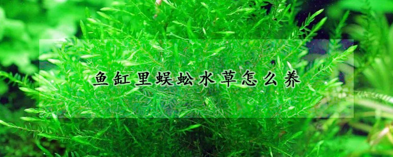 鱼缸里蜈蚣水草怎么养