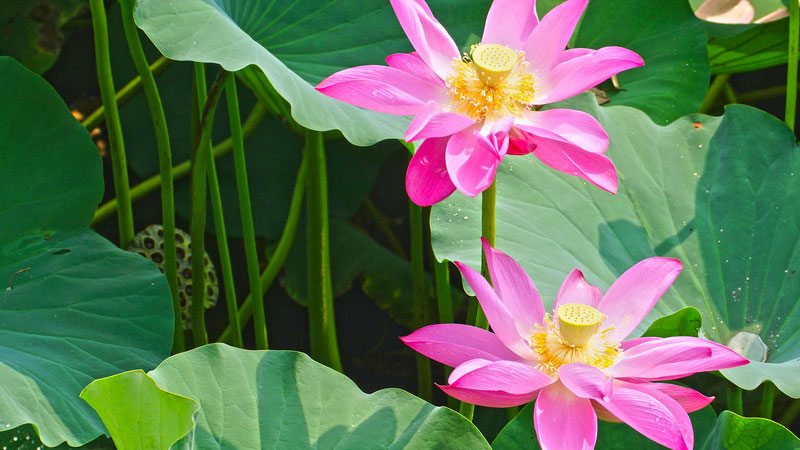 7月开什么花