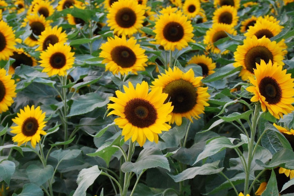 7月开什么花