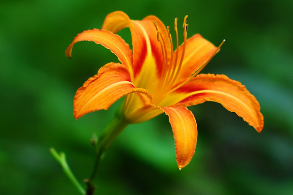 送母亲鲜花送什么花