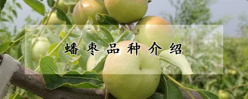 蟠枣品种介绍