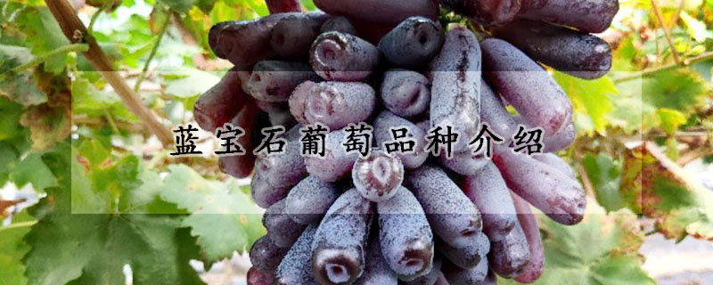 蓝宝石葡萄品种介绍