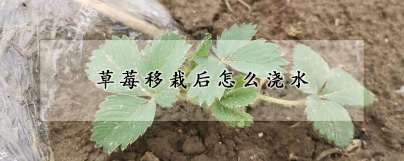 草莓移栽后怎么浇水