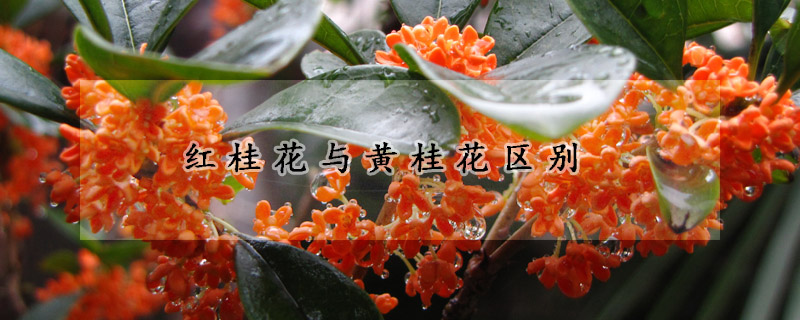 红桂花与黄桂花区别