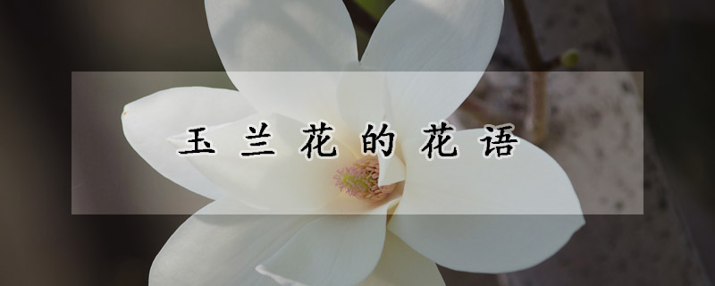 玉兰花的花语