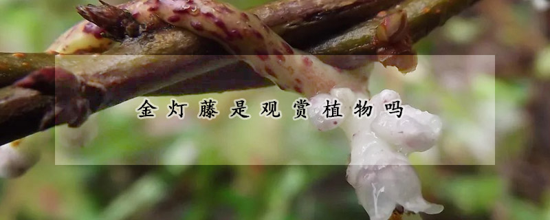 金灯藤是观赏植物吗