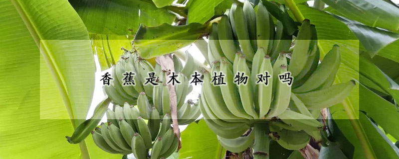 香蕉是木本植物对吗